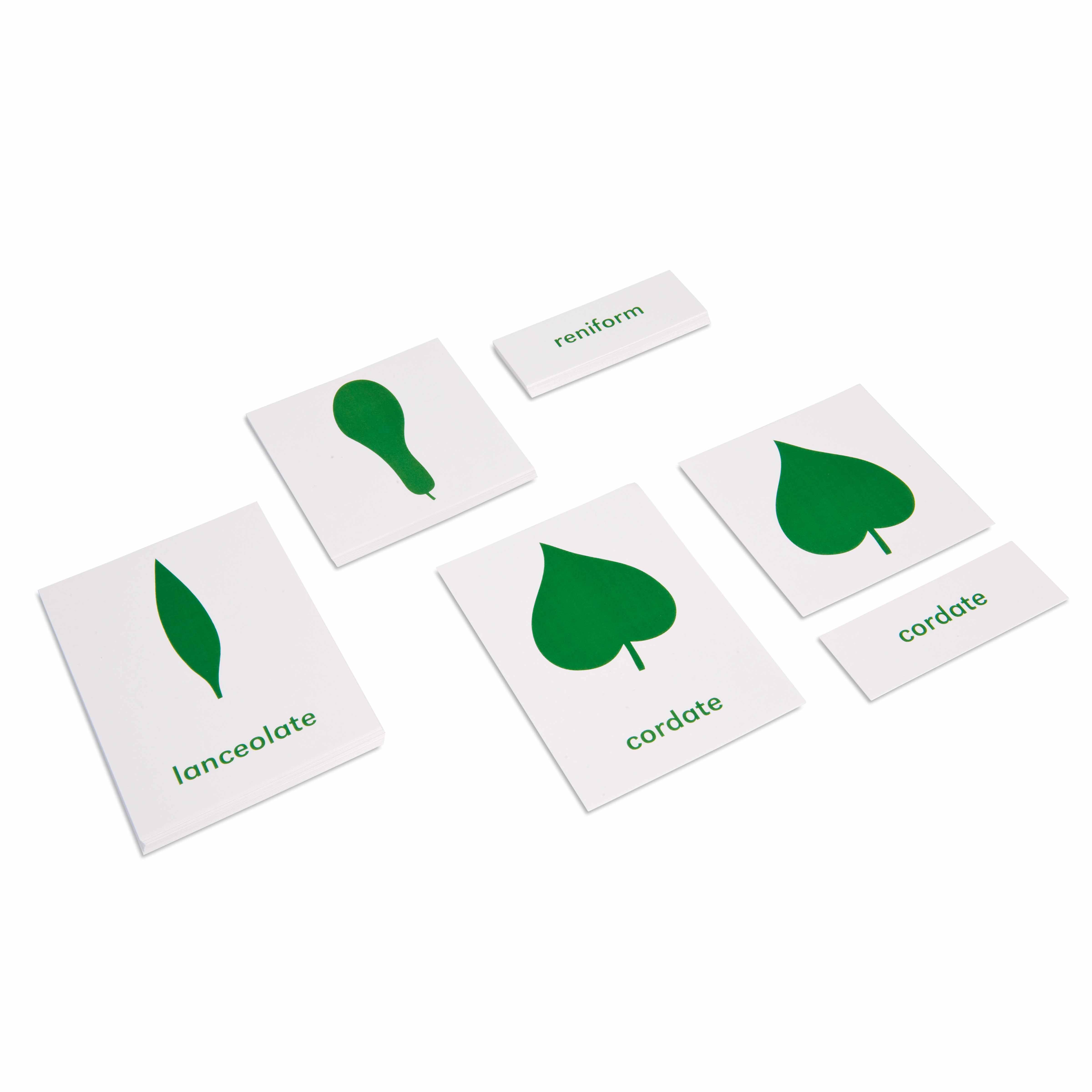 mevi mame botanical Anthurium Michelle '10' x Home, Sweet Home '32' by DocBlock® (wk14